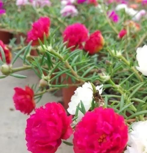 #开花#开春养“4种花”,几粒种子撒盆里,开花爆盆,美得惊艳,不花钱