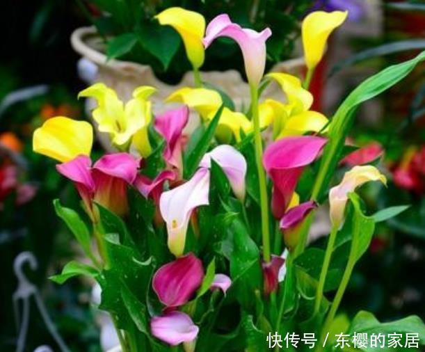  『夏季』3种花夏季要“勤”浇水，浇水越多开花越多，美爆一整夏！