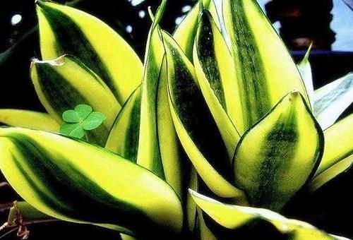  「金灿灿」客厅养花，不如养“高档玫瑰”无名的裘德，开花金灿灿，水果花香