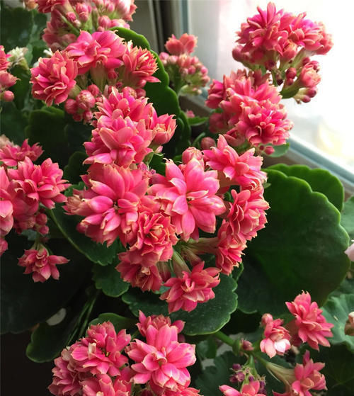  落叶|养长寿花,这个“关键点”别忽视!容易黄叶,落叶,趴趴掉花苞