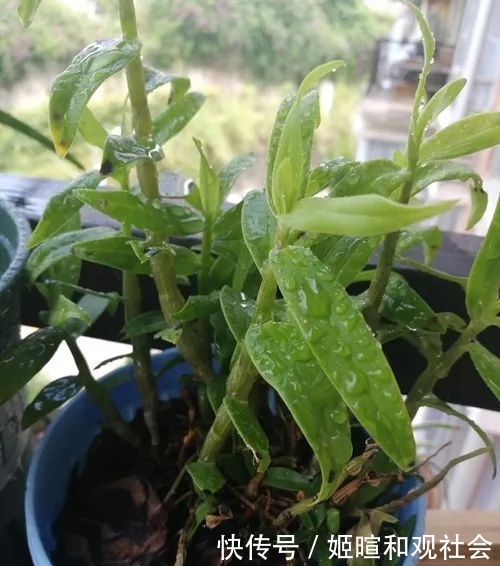  「水苔」铁皮石斛为什么不能用土种植？来看看花友是怎么种植的