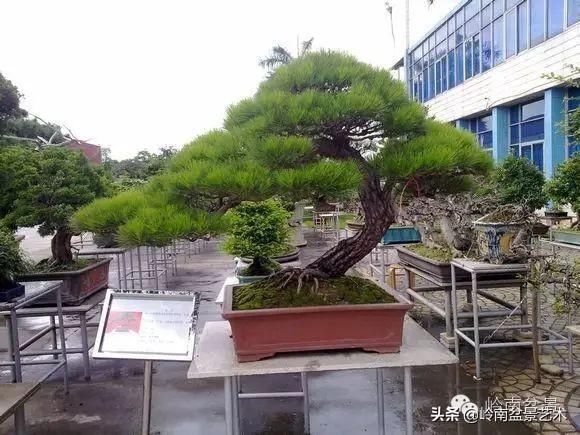 盆景大师都爱玩，山松会否成为下一个热点？