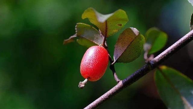  「用任」一种藤本农民以为没有用任其腐烂在山林，然不知有人靠