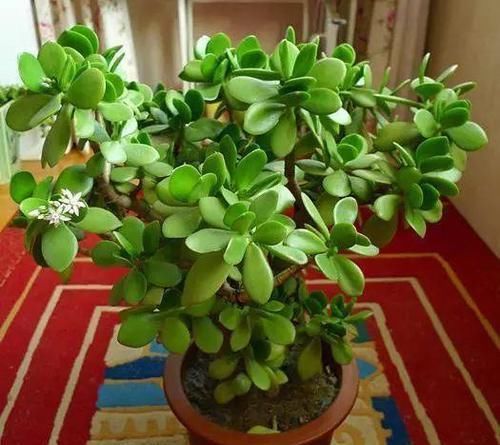 「好运」这4种“年宵花”，寓意好又好养，家里养1盆，明年行好运