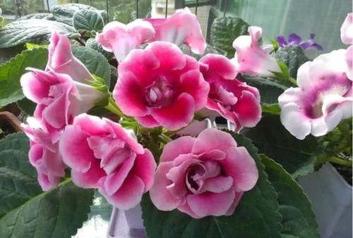  『养正』4种贱养花，现在养正适合，花期长花量大，一盆千百朵