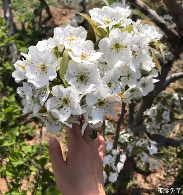  开出漂亮■阳春三月，出门踏青，原来有这么多漂亮花！