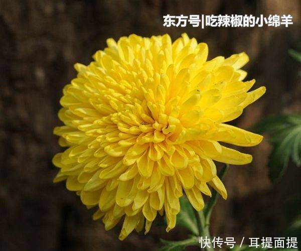  「妻子」对老婆最好的四生肖男，相处越久感情越好，你上榜了吗