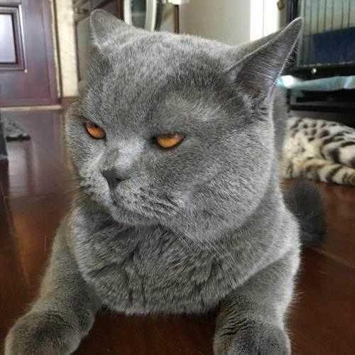 辟谣：这些关于养猫的五条传言，你相信了几条