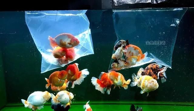  铁包金金@8种鱼，少折腾少喂食，状态反而更好，越养越出彩！