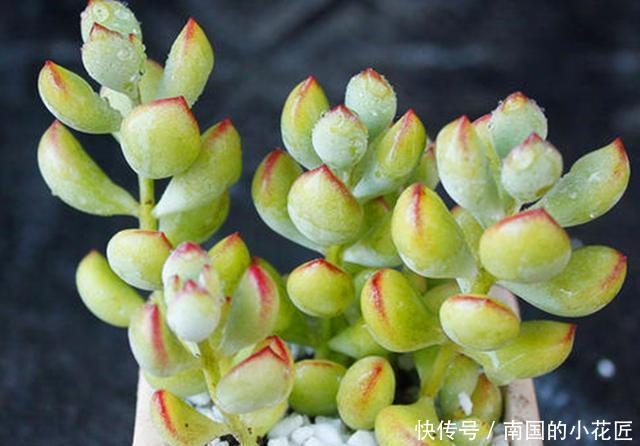  友们在养护|3种多肉掉叶子后难以叶插，这样挽救，成功后还可以正常生长