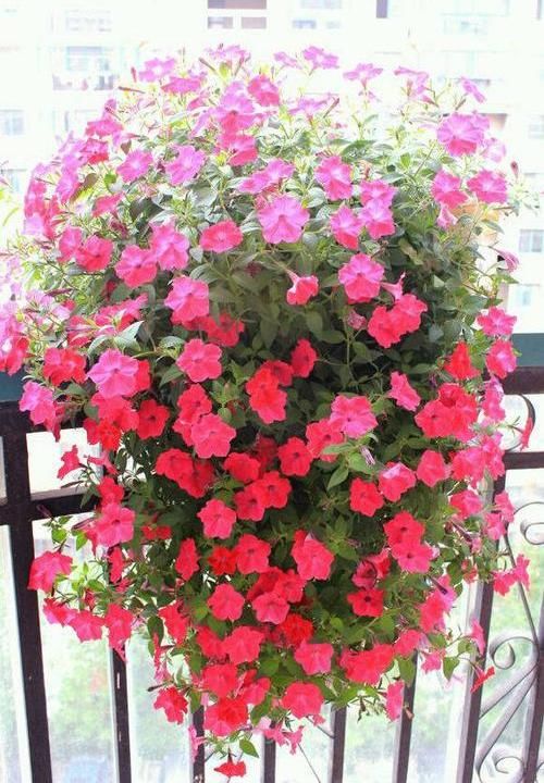  [种植]阳台种盆矮牵牛，易种植花色多，开成“花瀑布”，吊在空中非常美