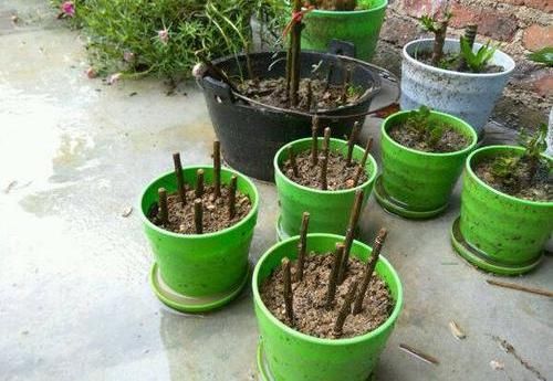  「开成」养棵“炮仗花”，花开3季，阳台开成花园，花瓣漂亮，不怕低温