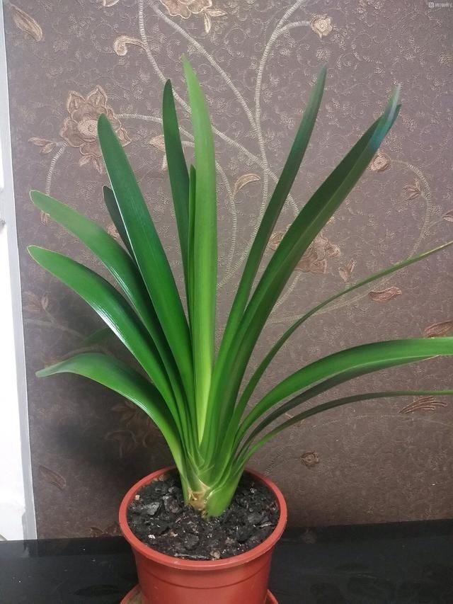  【盆土完全干】啥花都养不好？1种情况“最有可能”：好花都是浇死的！