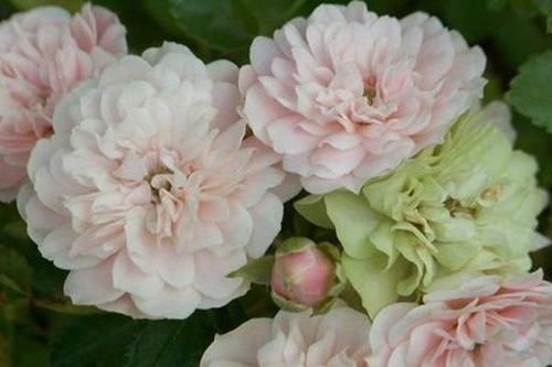  「泛白」此盆栽月季花色特别，香味浓郁，绿色泛白的花朵非常少见