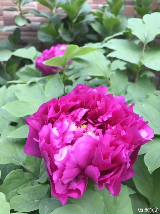  开出漂亮■阳春三月，出门踏青，原来有这么多漂亮花！