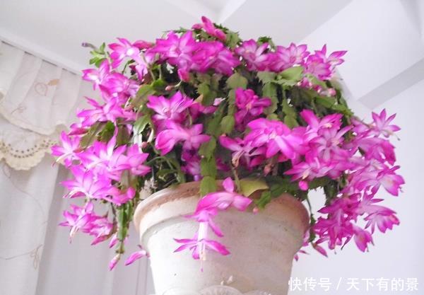  [喜欢]新手喜欢养护花卉，就选3种长势茂盛，花期长，花朵优雅的花卉养