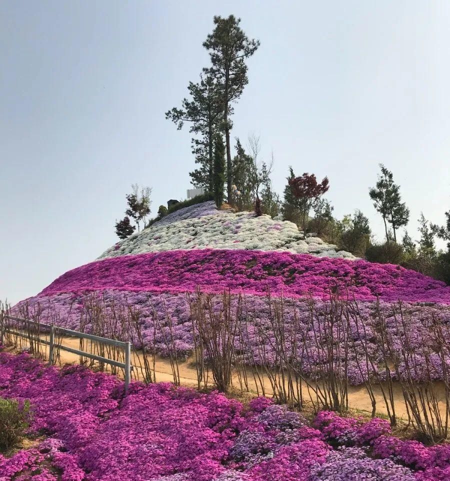  【慎养】这花要慎养，每年砍掉3麻袋，照样蹭蹭长！