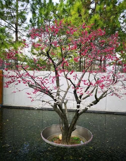  【四君子】没养过梅兰竹菊“四君子”，不算真正养花人！