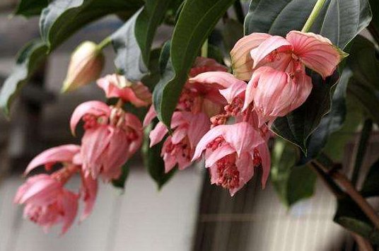  [小花]喜欢在家养殖花卉，就选这几款小花，花明柳暗，芳香扑鼻惹人爱