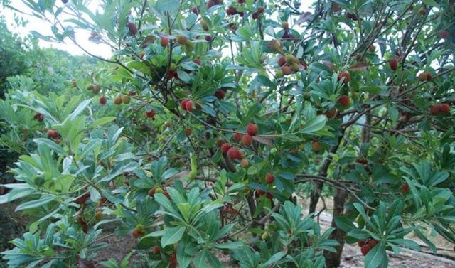 农民在山地里种它，营养价值极高，在市场上非常受欢迎