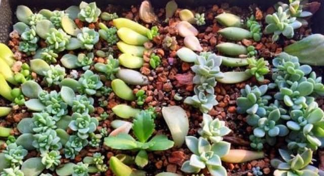 『植物』多肉植物叶插繁殖的超简单教程
