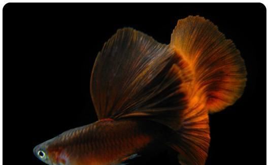  【均表现为】孔雀鱼太好繁殖啦，所以孔雀鱼的品种多到让你数不过来！