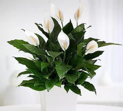  清洁叶片：这几种室内观叶植物都极其好养，没有几个人能将它们养死