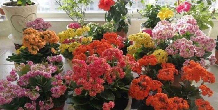  「插盆」剪下来的“长寿花”叶子“不要扔”？插盆里就活，秋冬开满阳台！