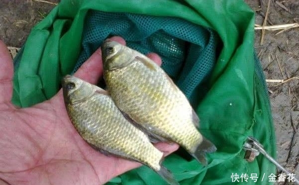  『油菜籽』农村不稀罕的“它”，渔具店里卖5元一斤，钓鱼打窝特别好用