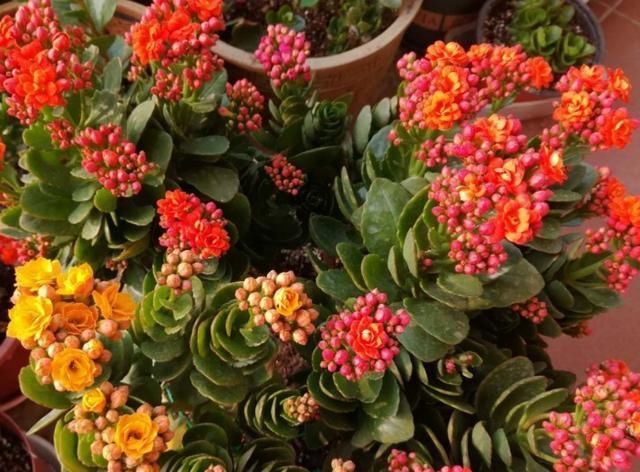 【度夏】想把长寿花养成老桩?做到这“两点”,植株轻松变“老桩”盆景