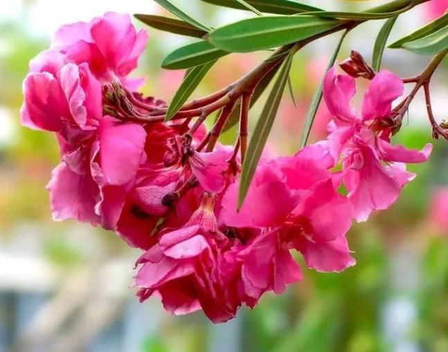  【除掉】这5种花有毒，不要被漂亮外表迷惑，早看早知道，家中有赶紧除掉