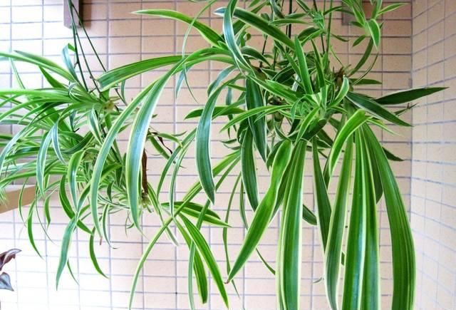  『植物』这几种好养的植物，随随便便就可以养得很好！