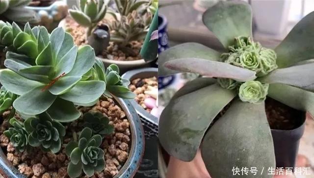 「单头」养花技巧:多肉爆盆的4个绝招,单头变多头,一棵变满盆