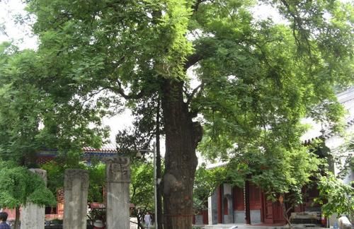  银杏|农村人都从来不敢把这种树种在院子里