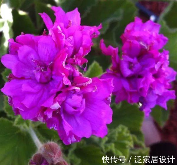 每种■110种天竺葵，每种都超美，看看你认识多少种？