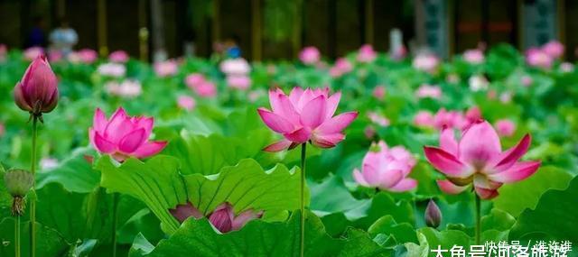 洛阳黄河滩万亩水稻熟了，新米收割古装佳丽美爆朋友圈