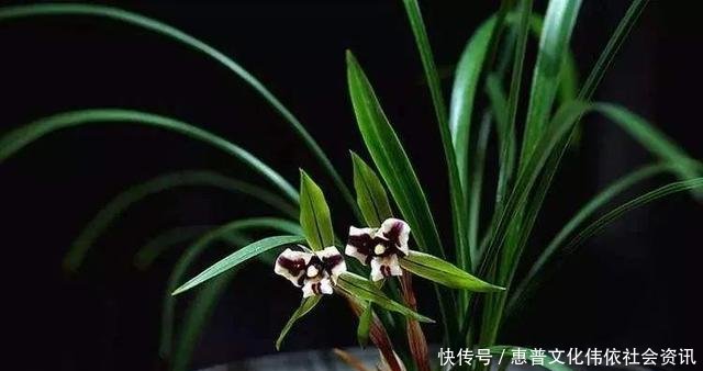  【生长期】兰花生长期停滞，或者生长缓慢，如何处理