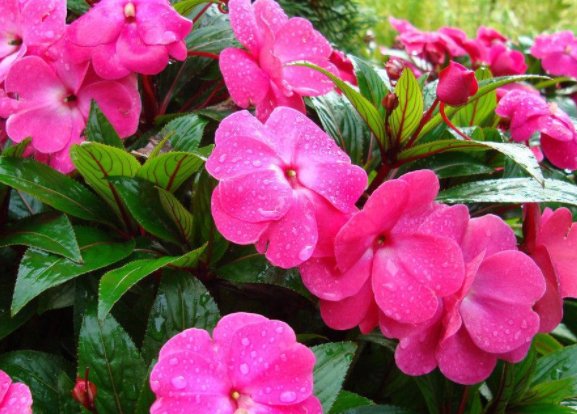  『光照』阳台上种养几款植物，可贱养不矫情，阳台变花瀑布，美翻了整个家