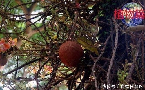  『果实』神奇的炸弹树，果实成熟的时候会爆炸，能炸死小鸟