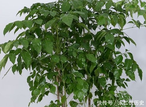 幸福树@幸福树的种植方法和水肥管理事项详解