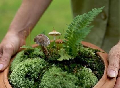  『低调』生命有技巧，蕨类植物作为盆景极其低调，你会欣赏吗？