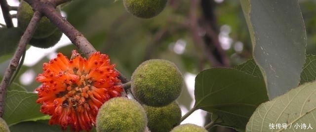 「构树果」浑身是宝，却丝毫不受待见，农村这种树木为何会沦落到这般田地？