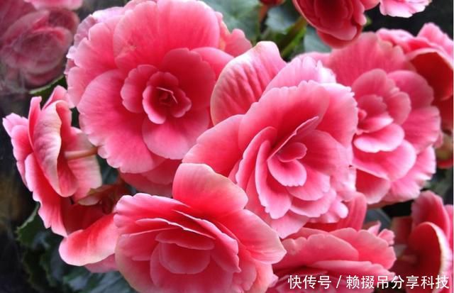  漂亮■室内养花就养盆它，开花漂亮好养易活，不用操心也爆盆，谁养谁爱
