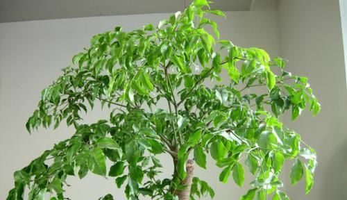  「药用价值」哪些植物不适合放在家里？幸福树有毒吗？幸福树可以放在卧室吗？