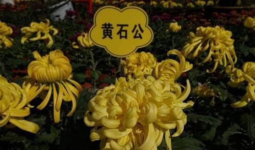  [我国]盘点我国的十大名菊，不养一盆岂不辜负了这盛世美颜，眼馋极了
