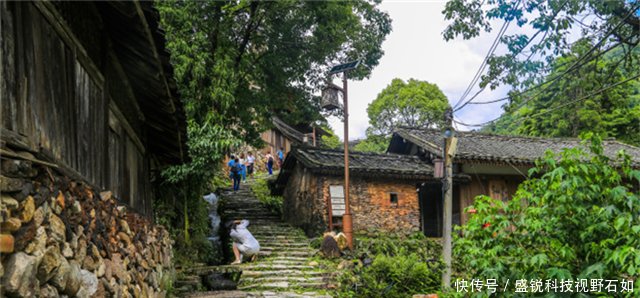 浙江、福建交界，有个300年秘境古村，仙人掌都长成了参天大树