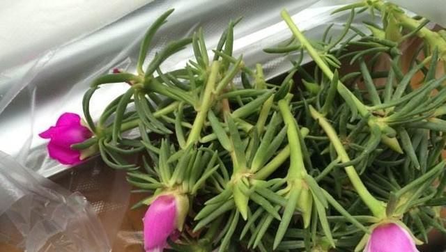  「开花真」不会养花？这3种花，一个枝丢盆里就活，开花一大盆，一年开3季