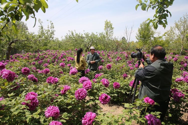 『欣赏牡丹花』71岁农民耗时40年家门口建牡丹园,1株镇园之宝10万不卖,啥样子
