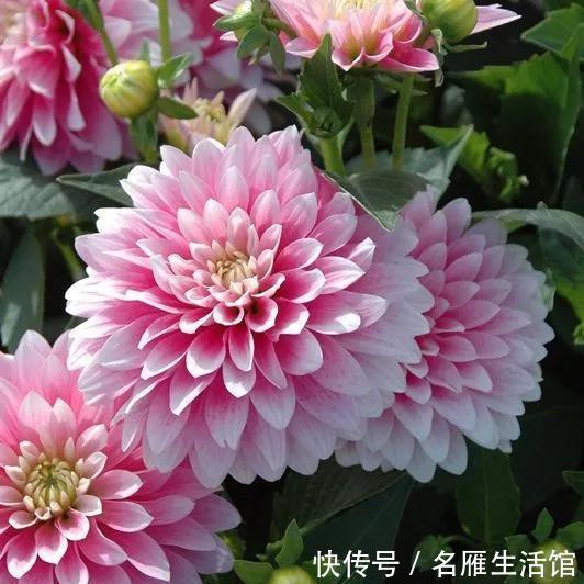  『花开』大丽花真美，花开100朵，一开大半年！