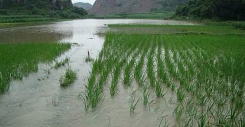  「症状」水稻涝害的发生、症状及相应的防止措施，涝后补救方法全齐了